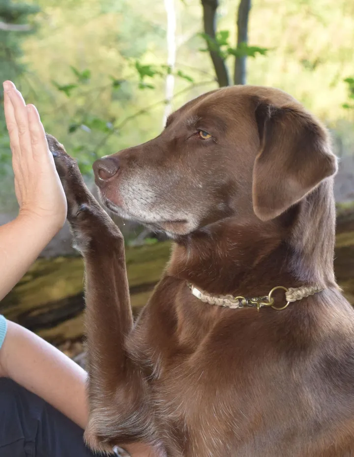 Ganzheitliche Futterberater für Hunde, Pferde und Katzen Hand von Futterberater liegt gegen Hundepfote