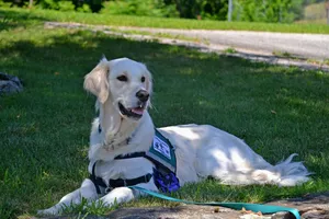 Assistenzhund bei der Arbeit Assistenzhund liegt aufmerksam auf einer Wiese