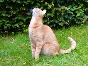 Kater beobachtet Vögel Ein Kater schaut in die Luft