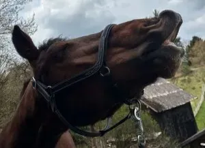 Futterberatung für Hund, Pferd und Katze - Ganzheitlich Futterberatung für Hund, Pferd und Katze - Ganzheitlich