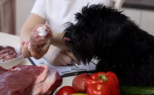 Barf Futterberatung Hund mit Fleisch Futterberatung Hund mit rohem Fleisch