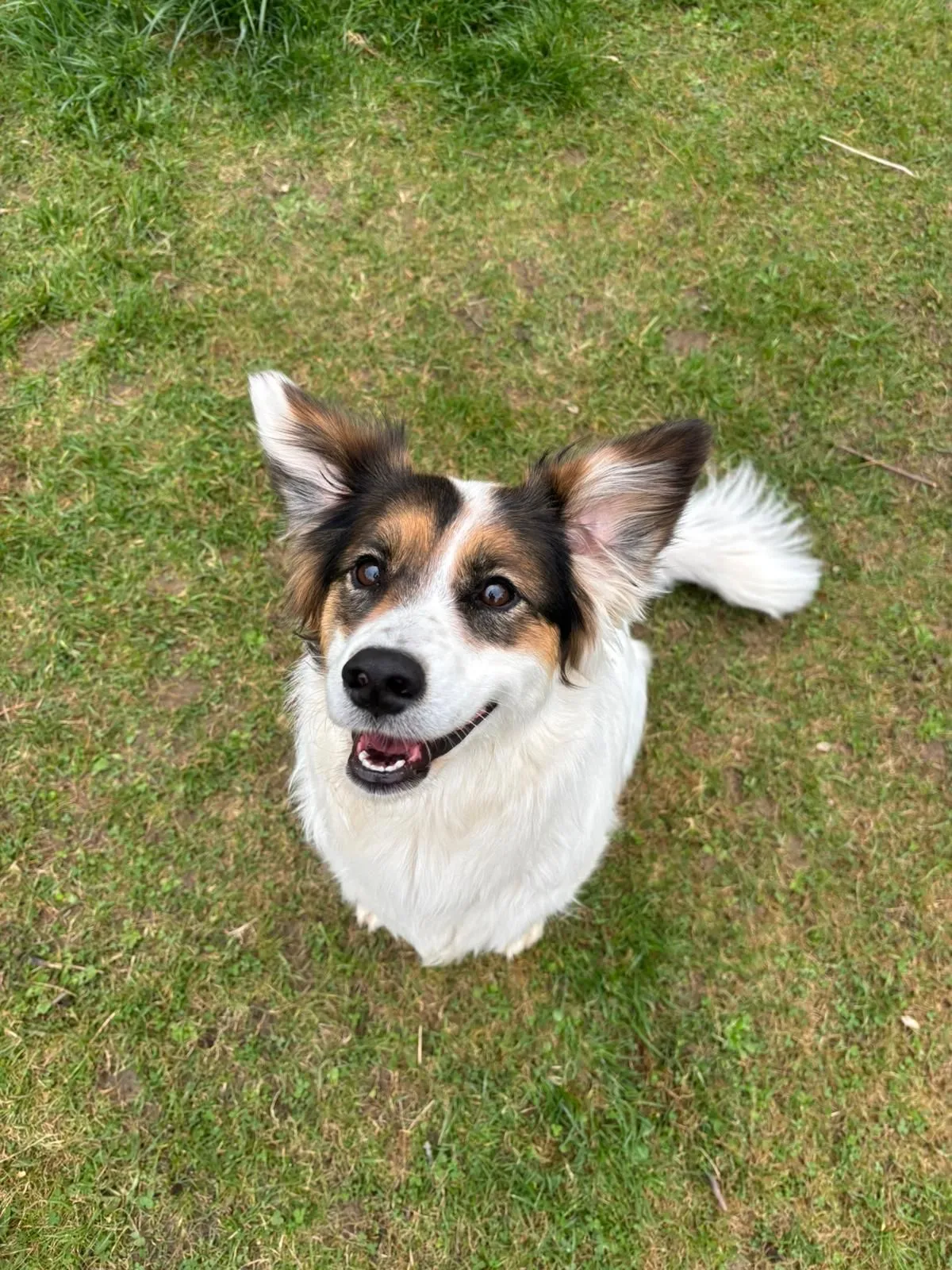 Futterberatung für Hund, Pferd und Katze Futterberatung Hund schaut aufmerksam