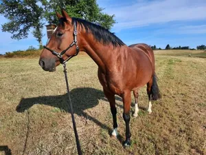 Futterberatung Pferd steht auf Wiese Futterberatung Pferd steht auf einer Wiese