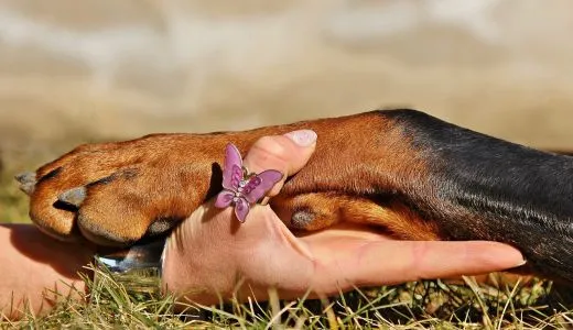 Hundepfote liegt in Hand Hundepfote liegt in einer Hand