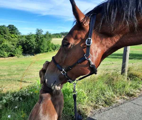 Pferd und Hund Pferd riecht an einem Hund