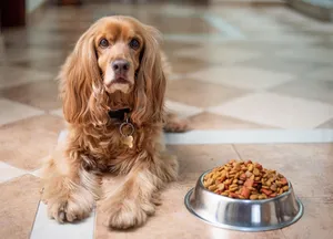 Hund mit Allergie vor dem Futternapf Hund liegt neben seinem vollen Napf