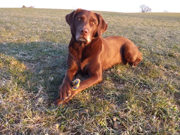 Hundefutter Test – Nass-, Trockenfutter oder Barfen? Hundefutter Test – Nass-, Trockenfutter oder Barfen?