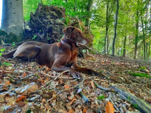 Familienhund mit schönem Fell Familienhund liegt aufmerksam im Wald