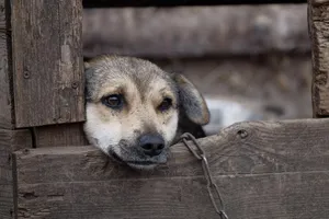 Tierschutzhund schaut traurig durch Verschlag Tierschutzhund schaut sehr traurig durch einen Verschlag